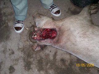 Mutilated pig