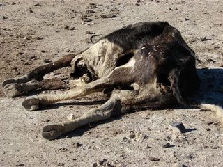 Click to enlarge Mutilated cow