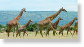 Click to enlarge Giraffes