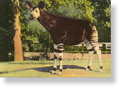 Click to enlarge Okapi