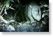 Click to enlarge Sumatran rhino