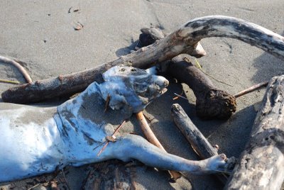 New Zealand mystery carcass