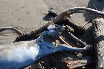 New Zealand mystery carcass