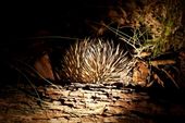 Echidna