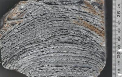Stromalite closeup