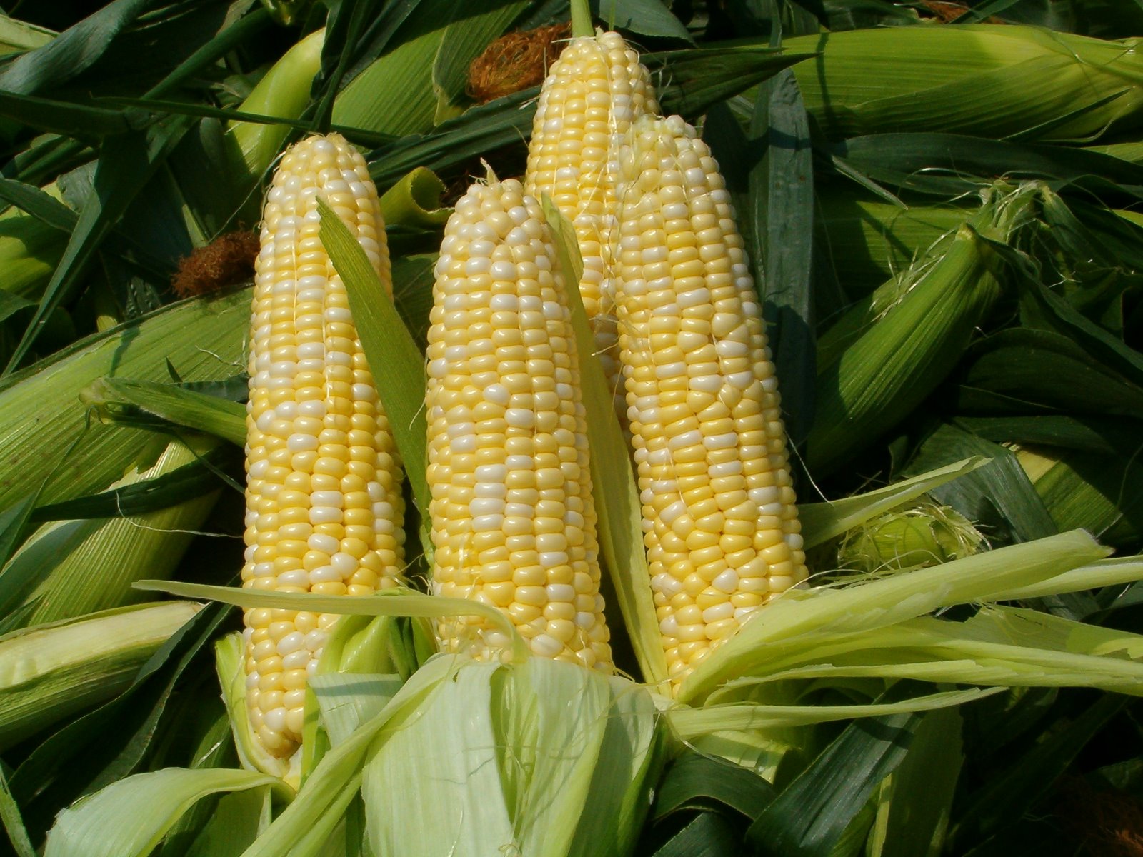 corn