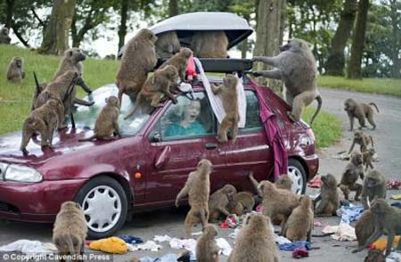baboons ransack luggage
