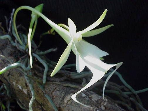 Ghost Orchid