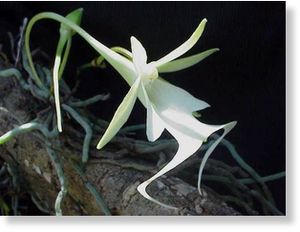 Ghost Orchid