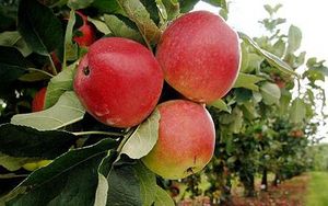Click to enlarge apples early