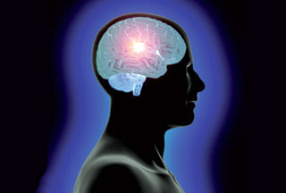 brain