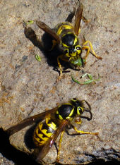 Click to enlarge Wasps