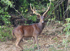 Black spotted deer