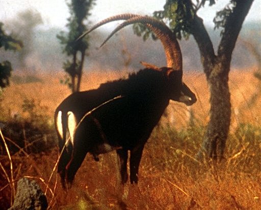 Click to enlarge Angolan antelope