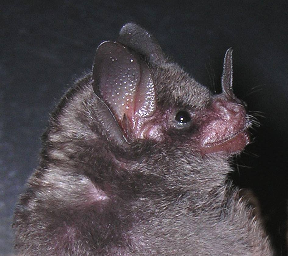 Bat 2