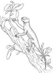 Click to enlarge Suminia