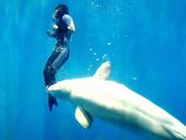 Click to enlarge Beluga whale