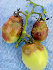 Click to enlarge Tomato blight