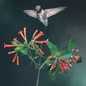 Click to enlarge Bird