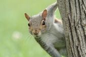 Grey squirrel