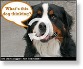 Click to enlarge Dog 1