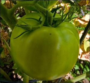 Click to enlarge green tomatoes