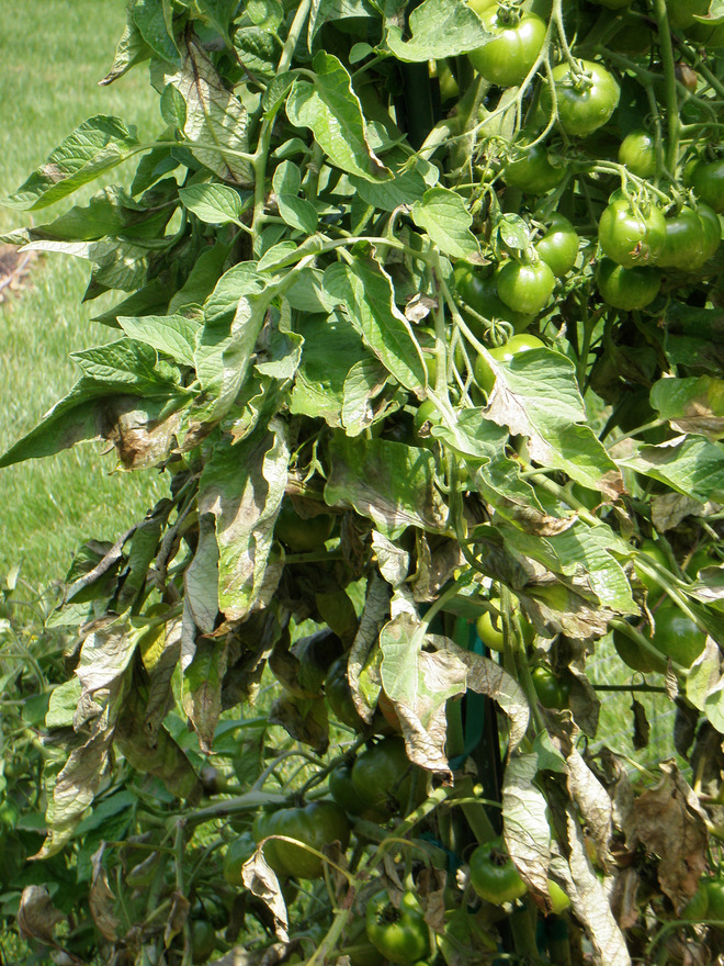 tomato blight