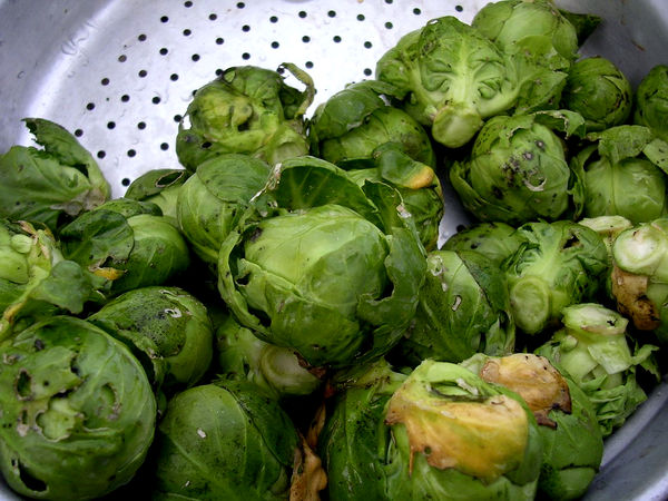 Click to enlarge Sprouts