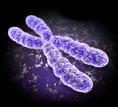 chromosome