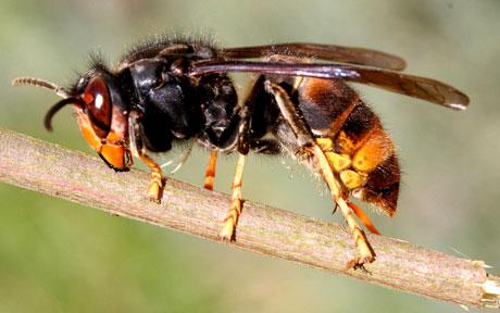 Asian Wasp