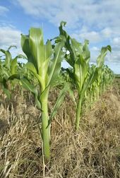 Click to enlarge corn drought
