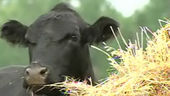Click to enlarge Alberta cattle drought