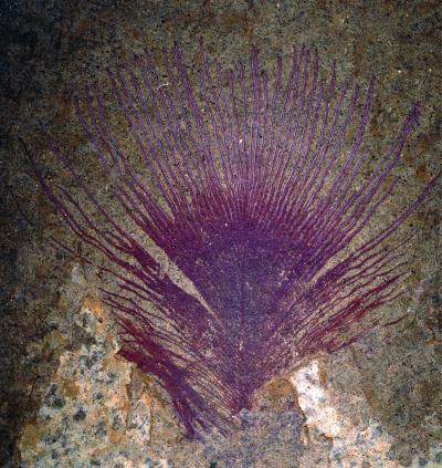 Click to enlarge Feather fossil