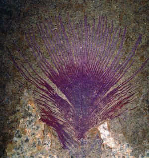 Feather fossil