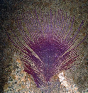 Click to enlarge Feather fossil