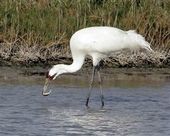 Click to enlarge dying cranes