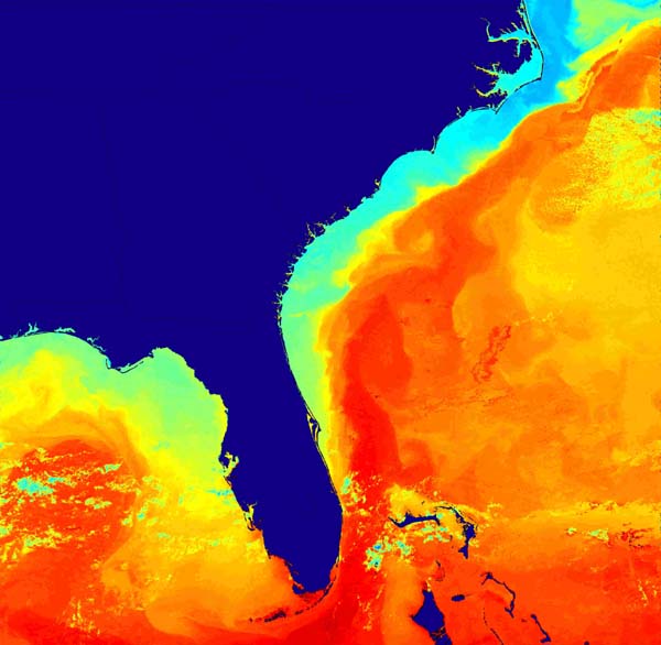 Sea Surface Temp Charleston