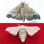 Click to enlarge Worm