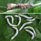 Worms