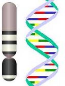 DNA