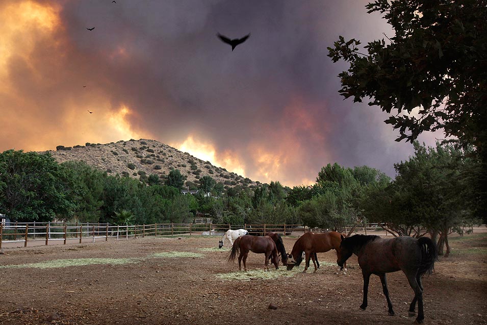 Click to enlarge Horses