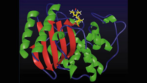 proteins