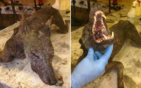 Click to enlarge 'chupacabra'