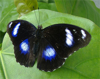 Click to enlarge Blue Moon butterfly