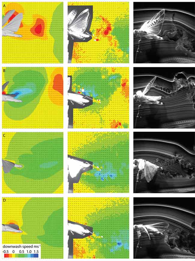 locust flight in wind tunnel