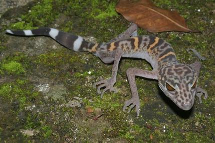 Click to enlarge Goniurosaurus catbaensis