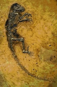 Click to enlarge Darwinius masillae