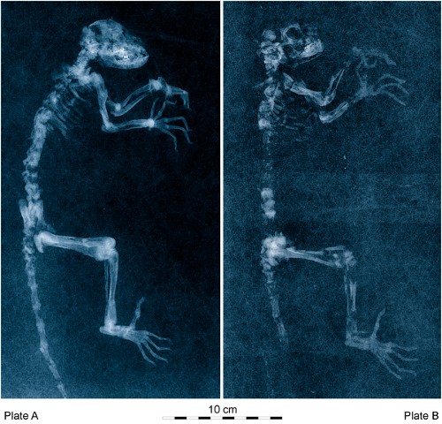 Darwinius