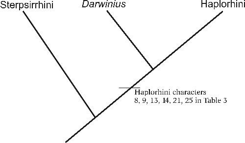 Ida cladogram