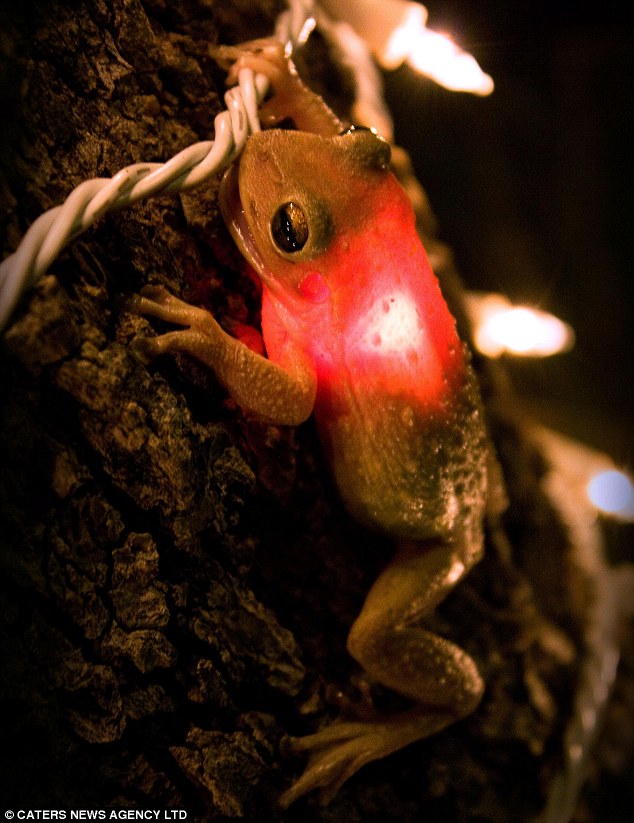 Frog